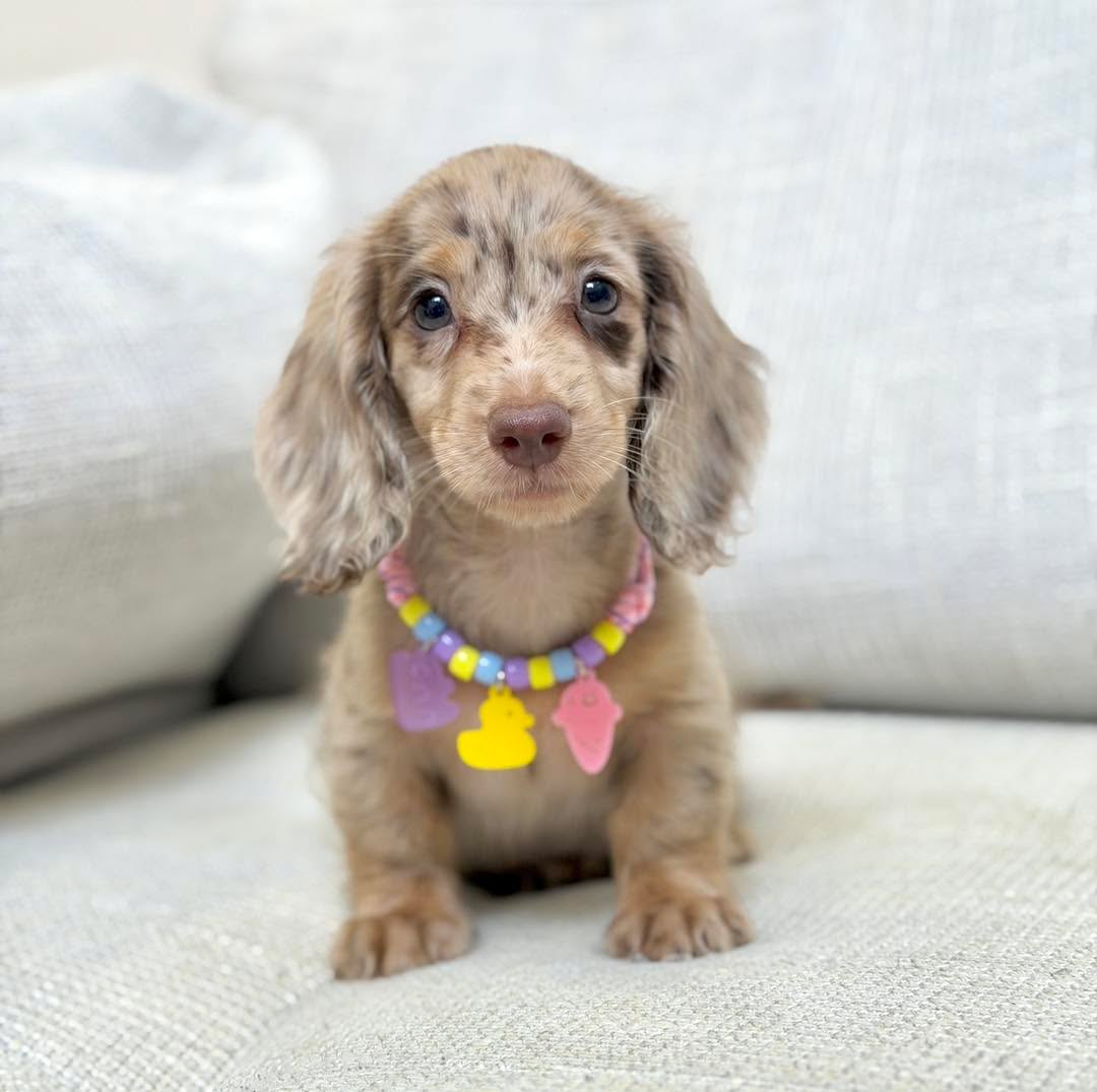 Longhaired miniature dachshund