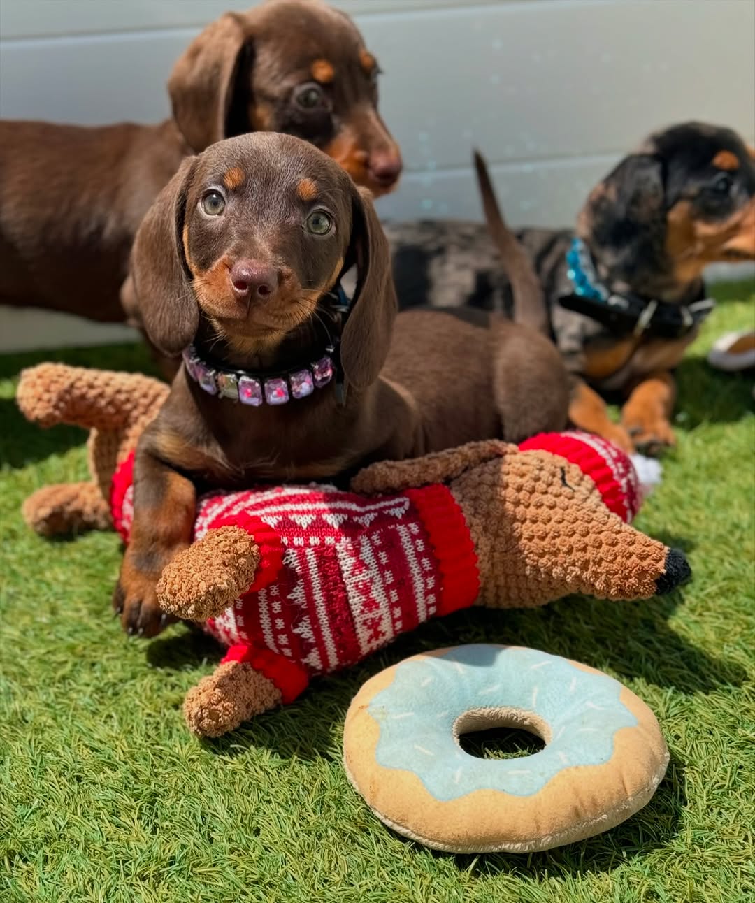 Our 5-acre family ranch