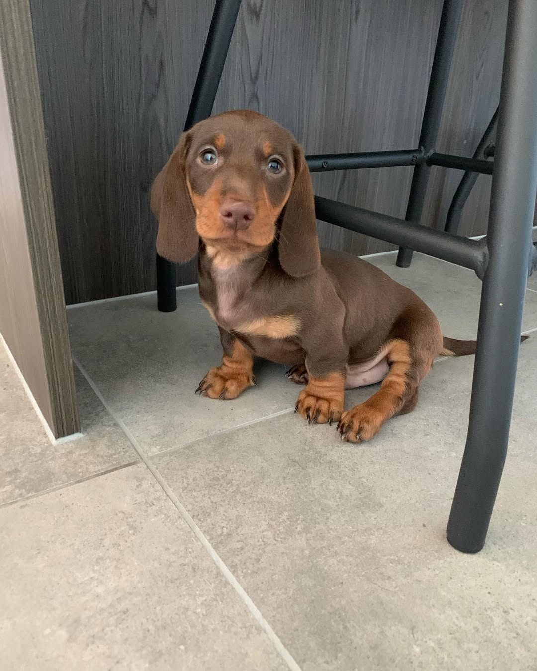 Smooth coat miniature dachshund