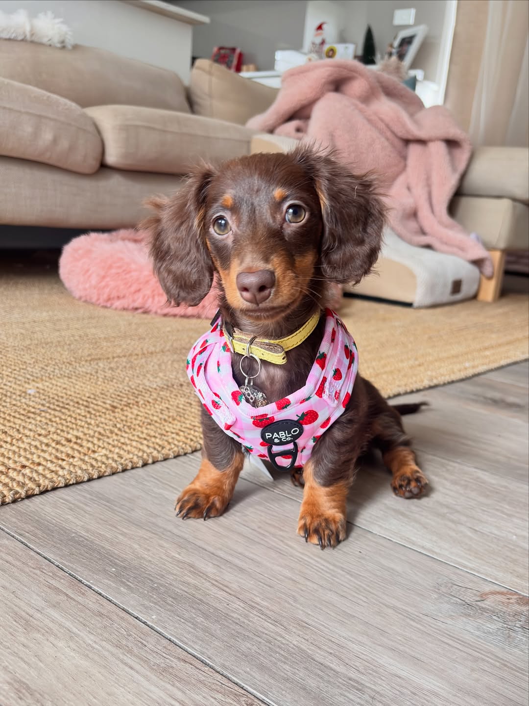 Wirehaired miniature dachshund